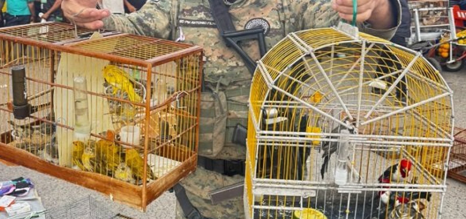 Operação resgata quase 50 aves silvestres de comércio ilegal na RMS
