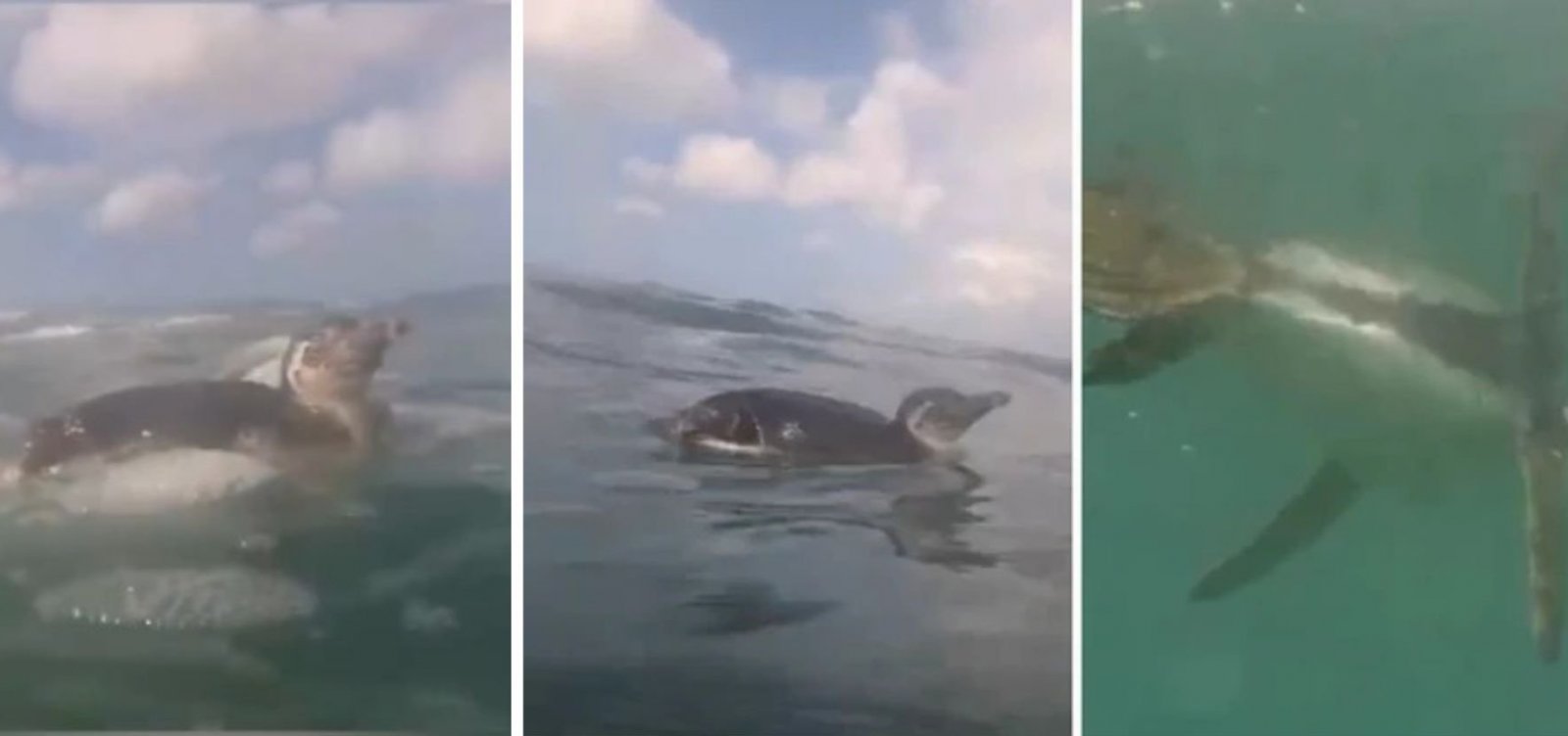  Terceiro pinguim é avistado em menos de um mês nas praias de Salvador