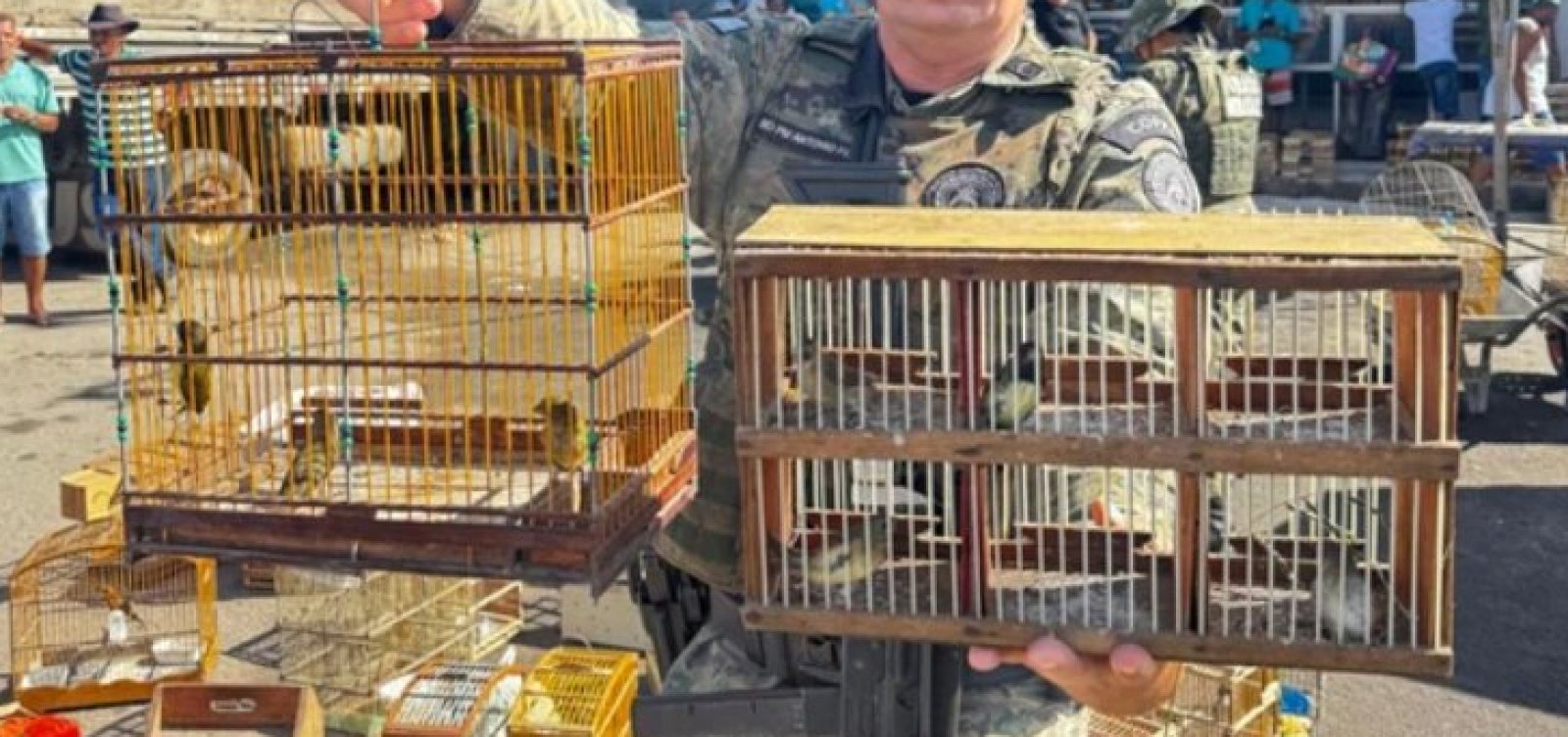 Esquema de tráfico de aves é desmontado e mais de 100 são resgatadas na Bahia