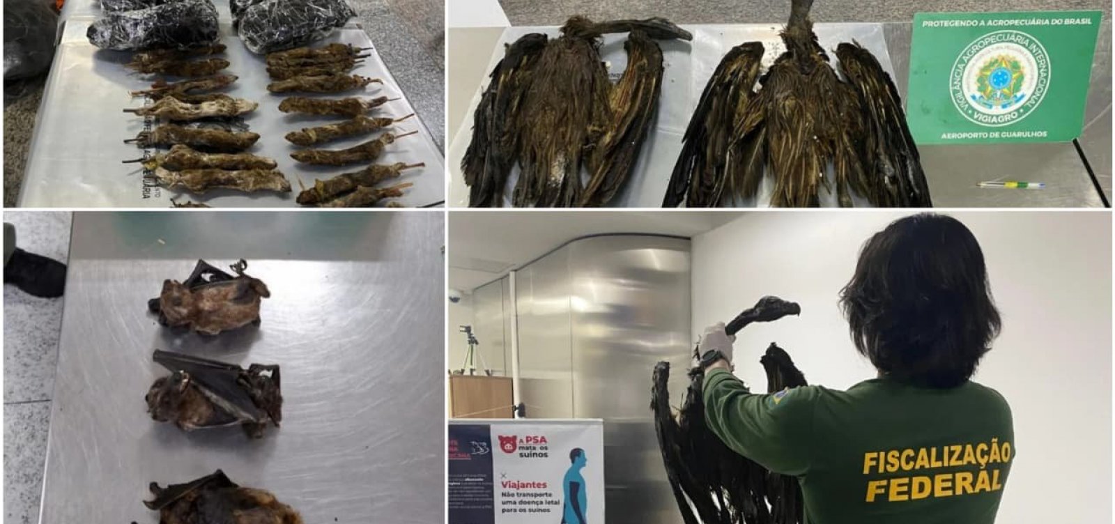 Quase 150 kg de cobras, ratos e aves são apreendidos em aeroporto