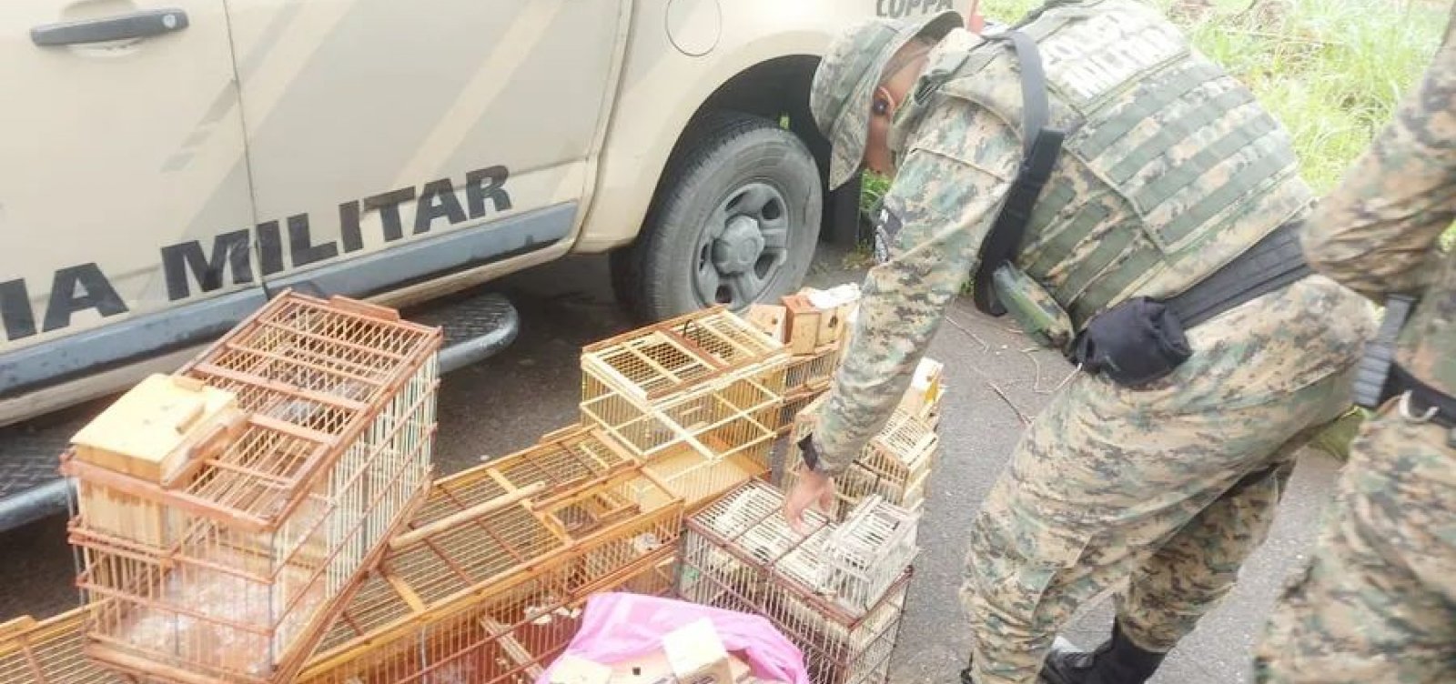 Ação policial resgata 40 aves silvestres e prende suspeito em Simões Filho