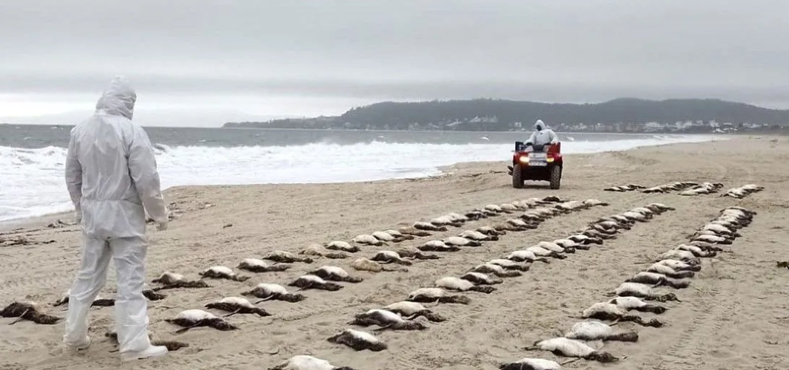 Diversos pinguins são encontrados mortos no litoral brasileiro