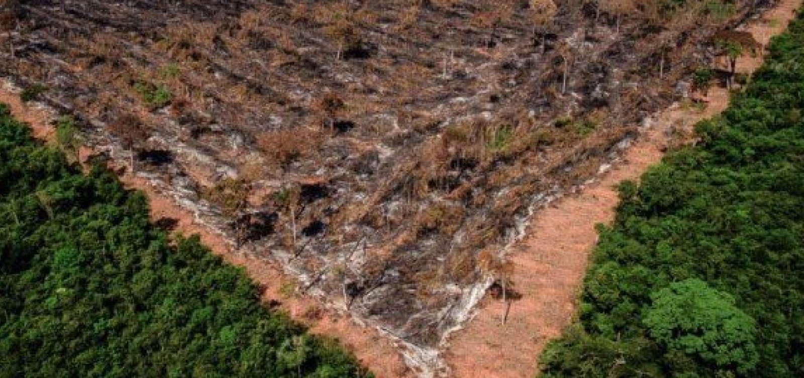 Desmatamento está ligado a mais de 28 mil mortes anuais por calor extremo, revela estudo