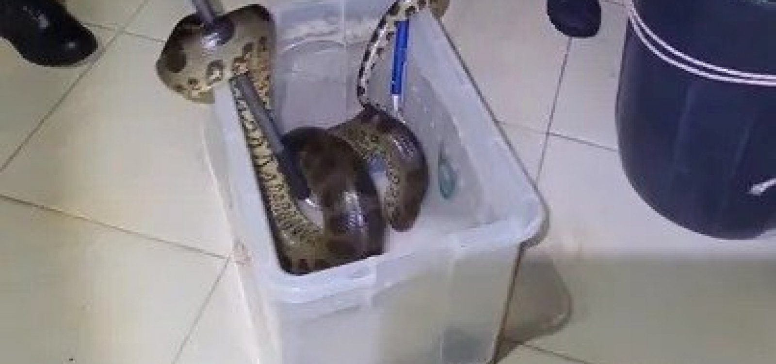 Sucuri de 2 metros é resgatada em área residencial da RMS