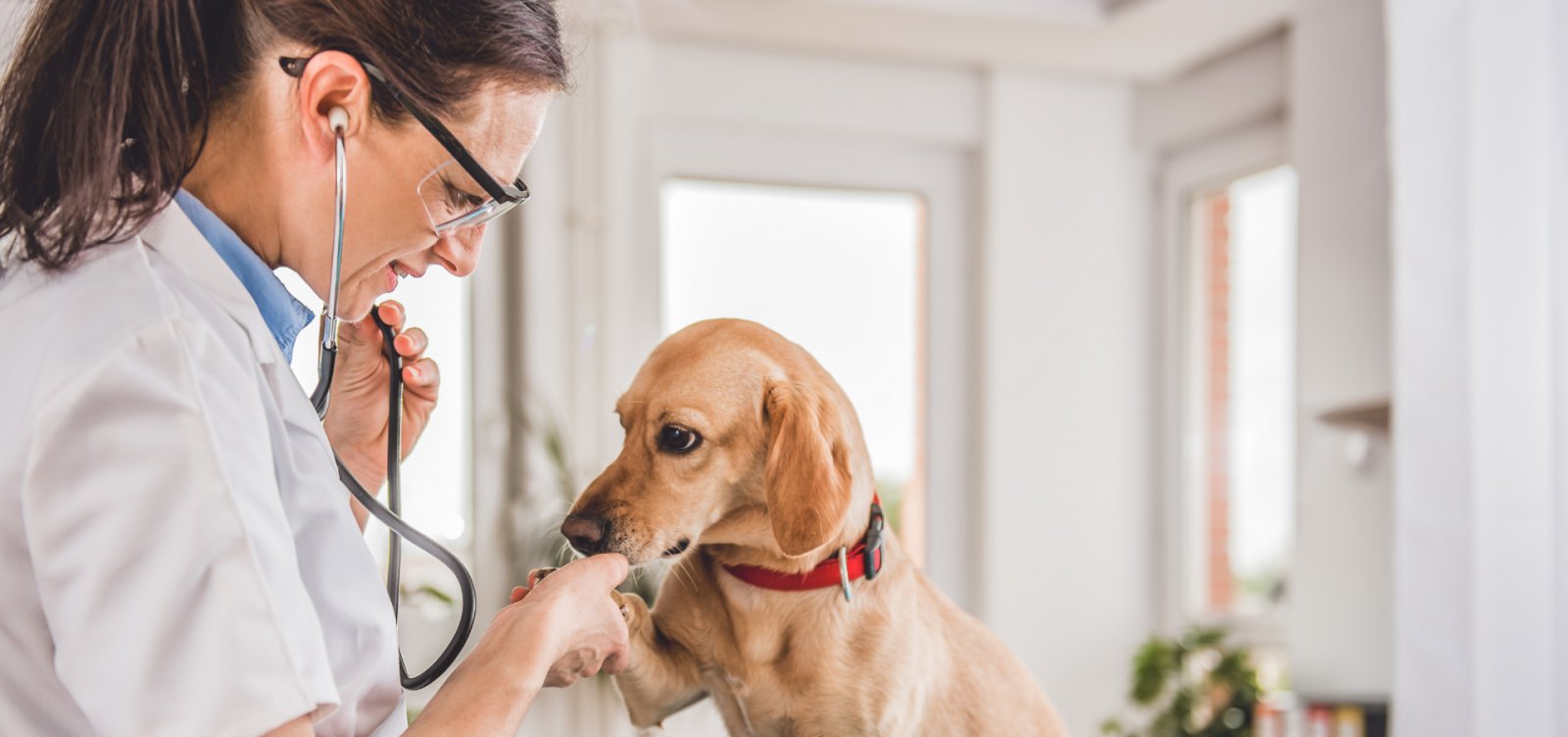 Projeto propõe uso de remédios do SUS para cães e gatos em Salvador