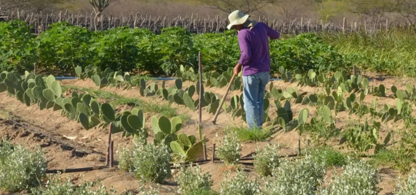 Governo libera R$ 12 bi em crédito para agricultores afetados pelo clima