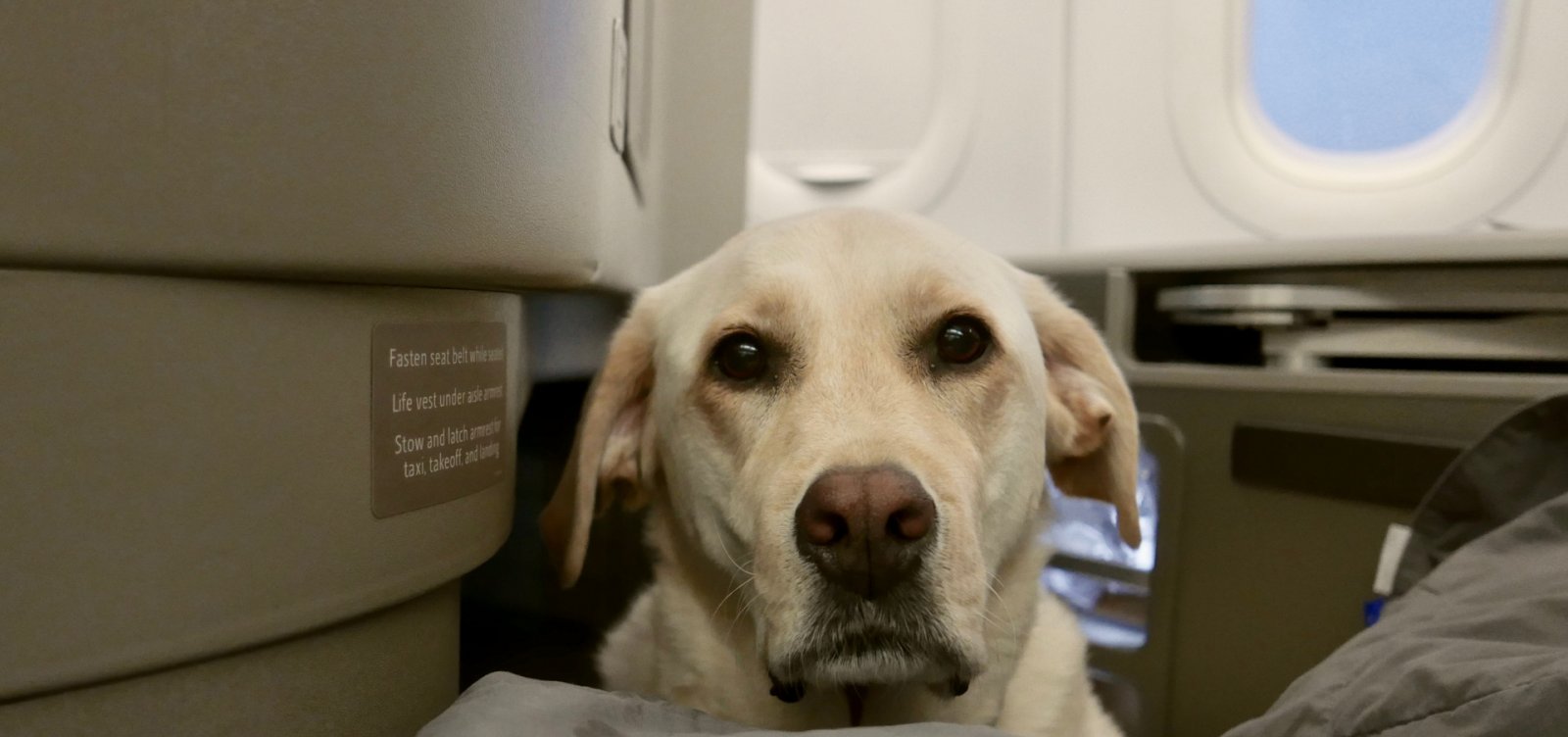 Países pedem para ONU criar padrão para transporte seguro de pets em aviões