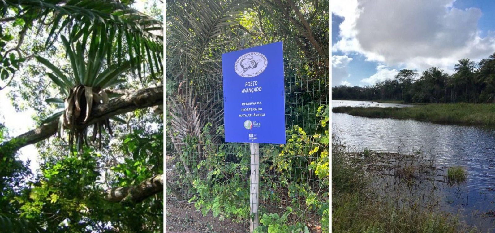 Projeto de Lei ameaça cortar com avenidas o último grande respiro de Mata Atlântica em Salvador
