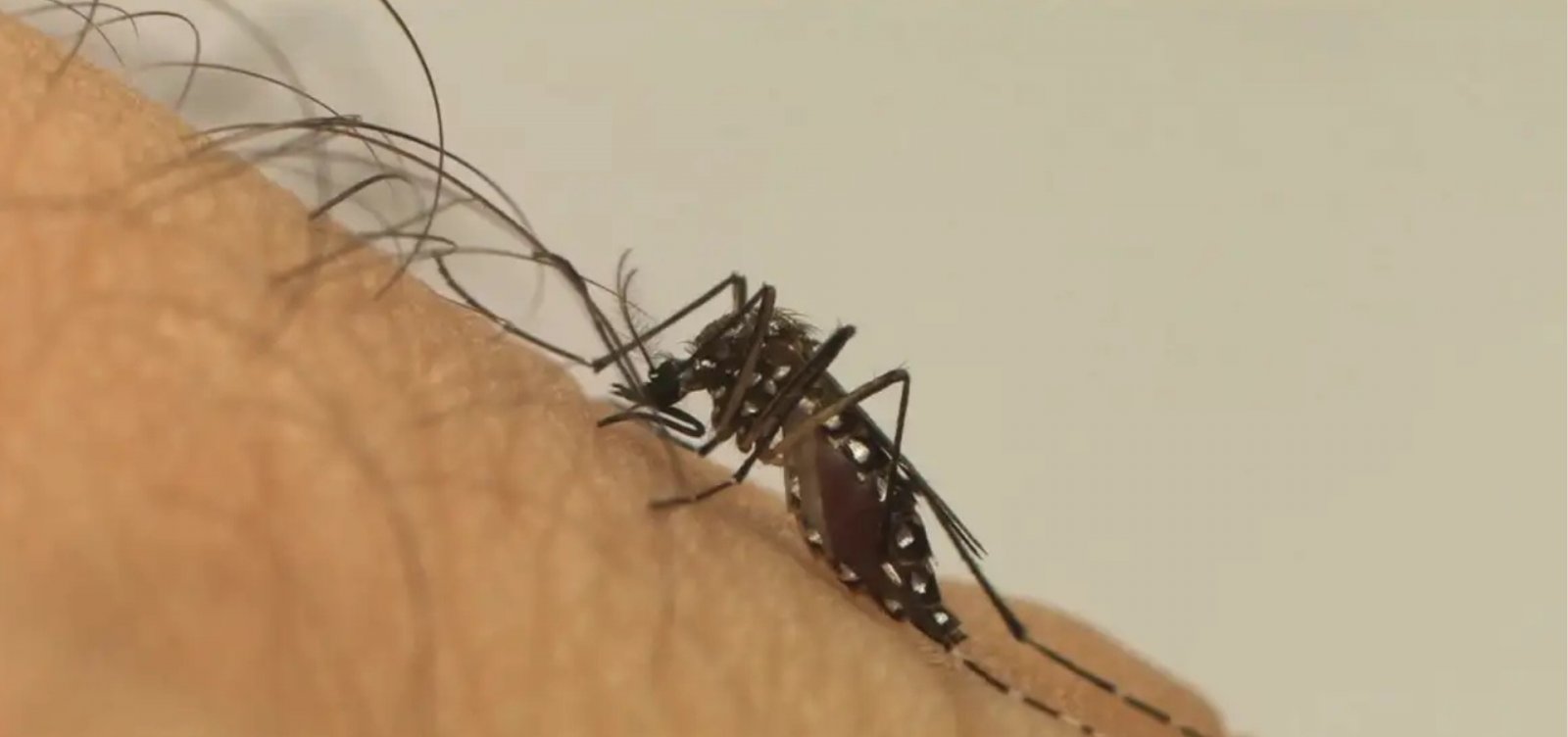 Infecções por Aedes aegypti aumentam risco de complicações no parto