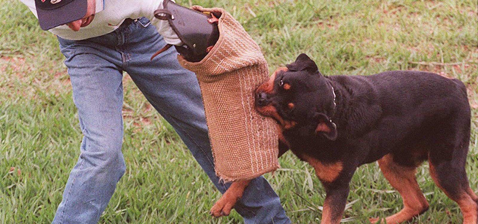 Ataques de cães disparam quase 5.000% em Salvador e reacendem debate sobre responsabilidade dos tutores