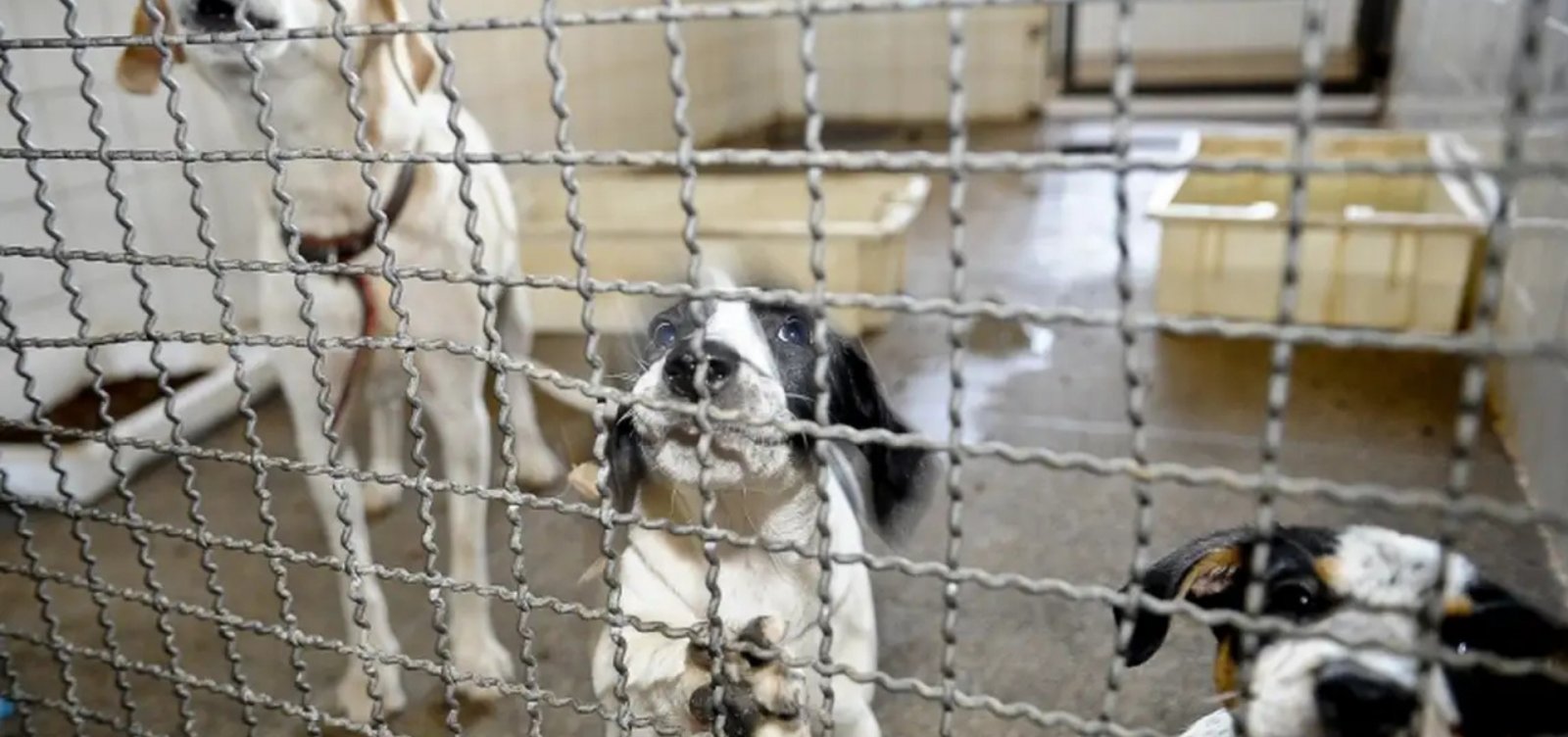 Brasil completa 10 anos sem casos de raiva humana transmitida por cães
