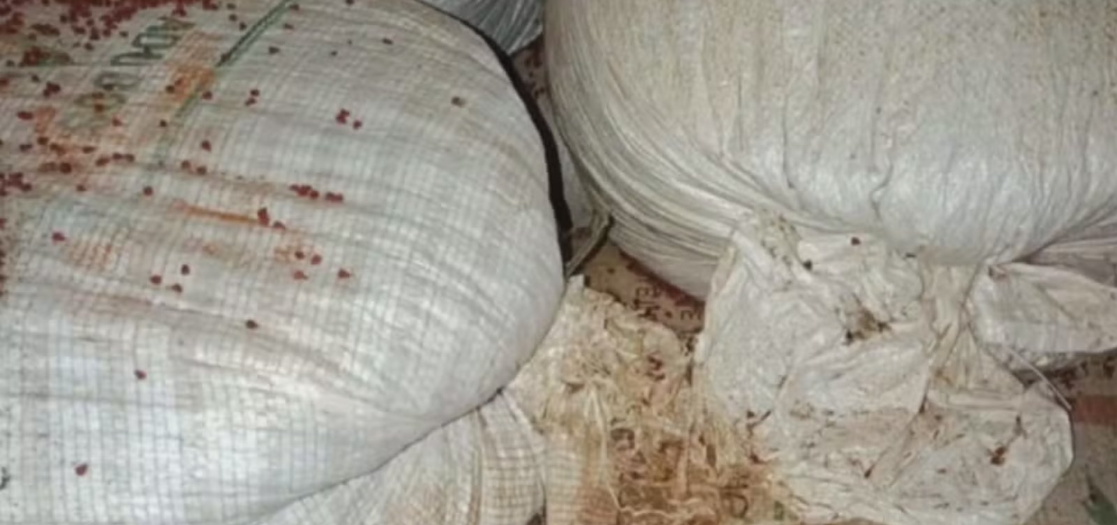 Vigilância Sanitária fecha fábricas clandestinas de temperos na Bahia