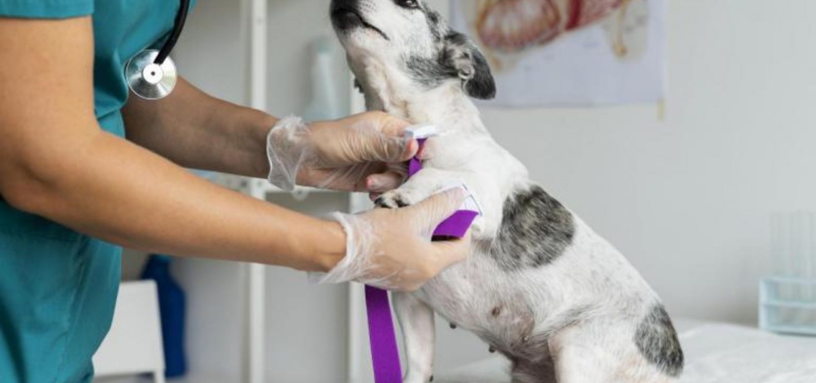 Unijorge promove ação do Outubro Rosa para prevenção do câncer de mama em cães e gatos