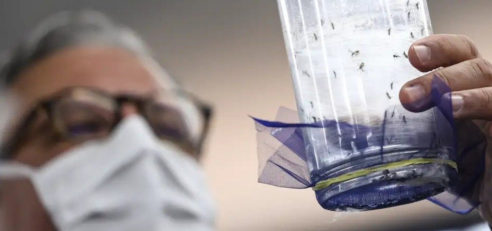 Fábrica em Campinas aposta em mosquitos modificados para combate à dengue