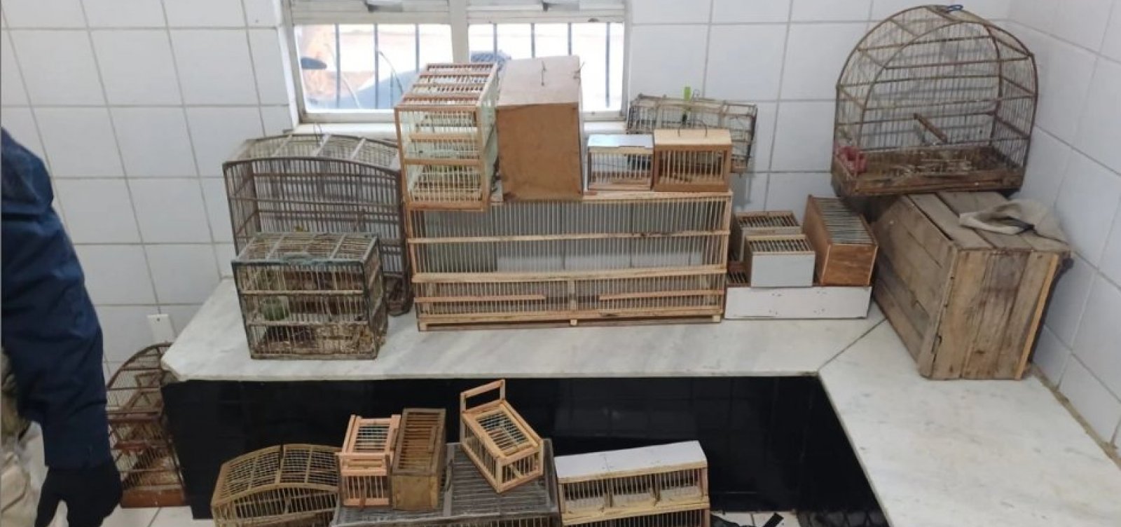 Mais de 20 aves silvestres são resgatadas na Bahia