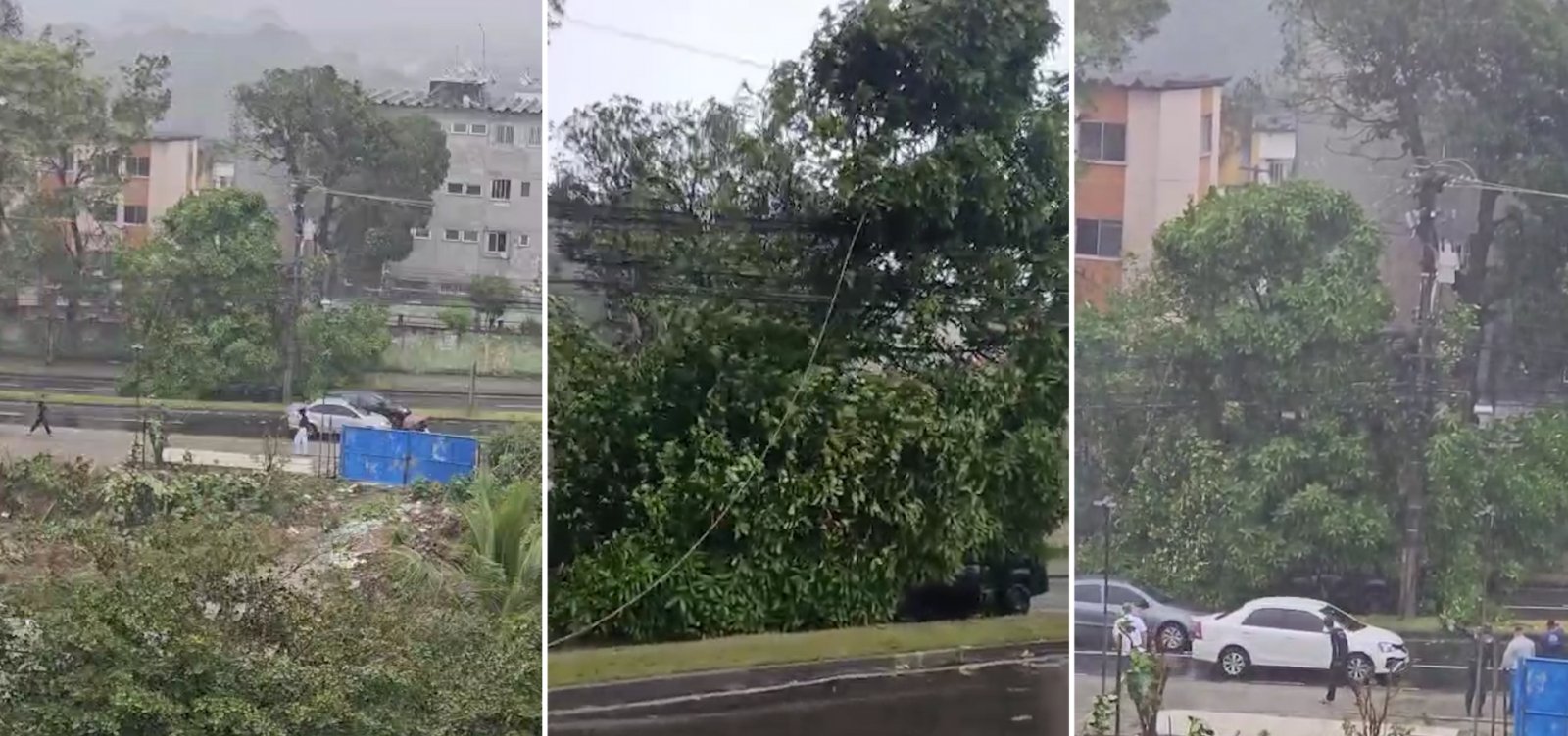 Chuva forte provoca quedas de árvores em Salvador