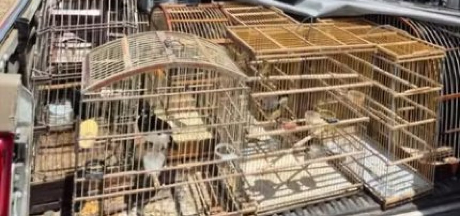 Mais de 100 aves são resgatadas em feiras na RMS
