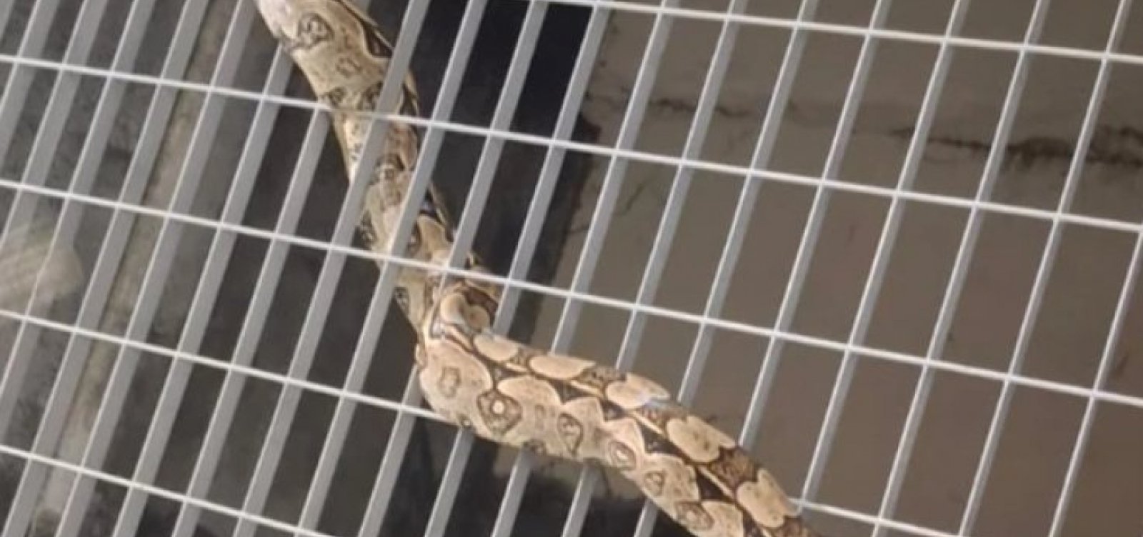 Jiboia é encontrada em estação de metrô de Salvador