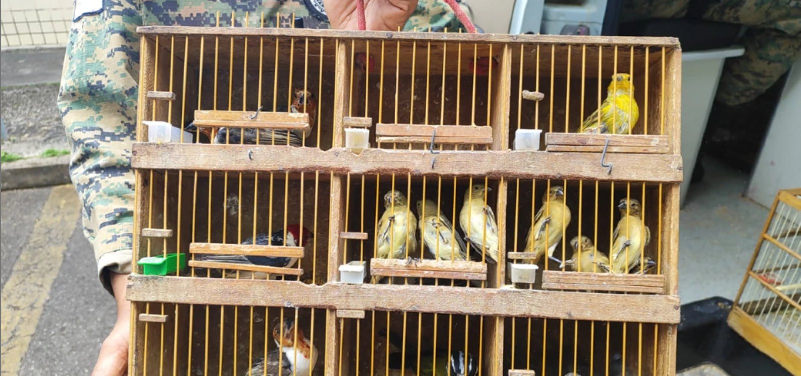 MP-BA desarticula rede nacional de tráfico de aves silvestres