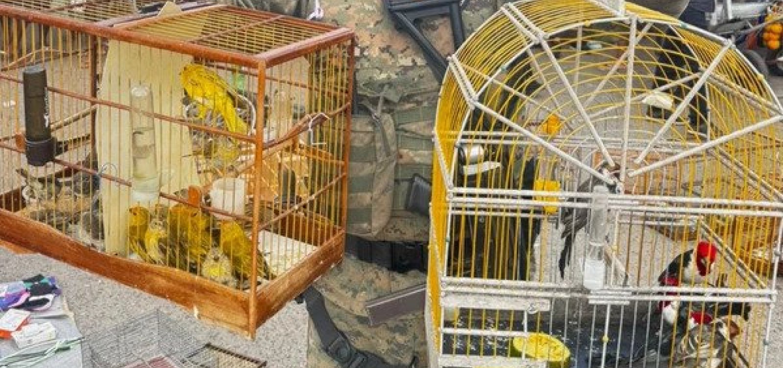 Operação resgata 450 animais no interior da Bahia