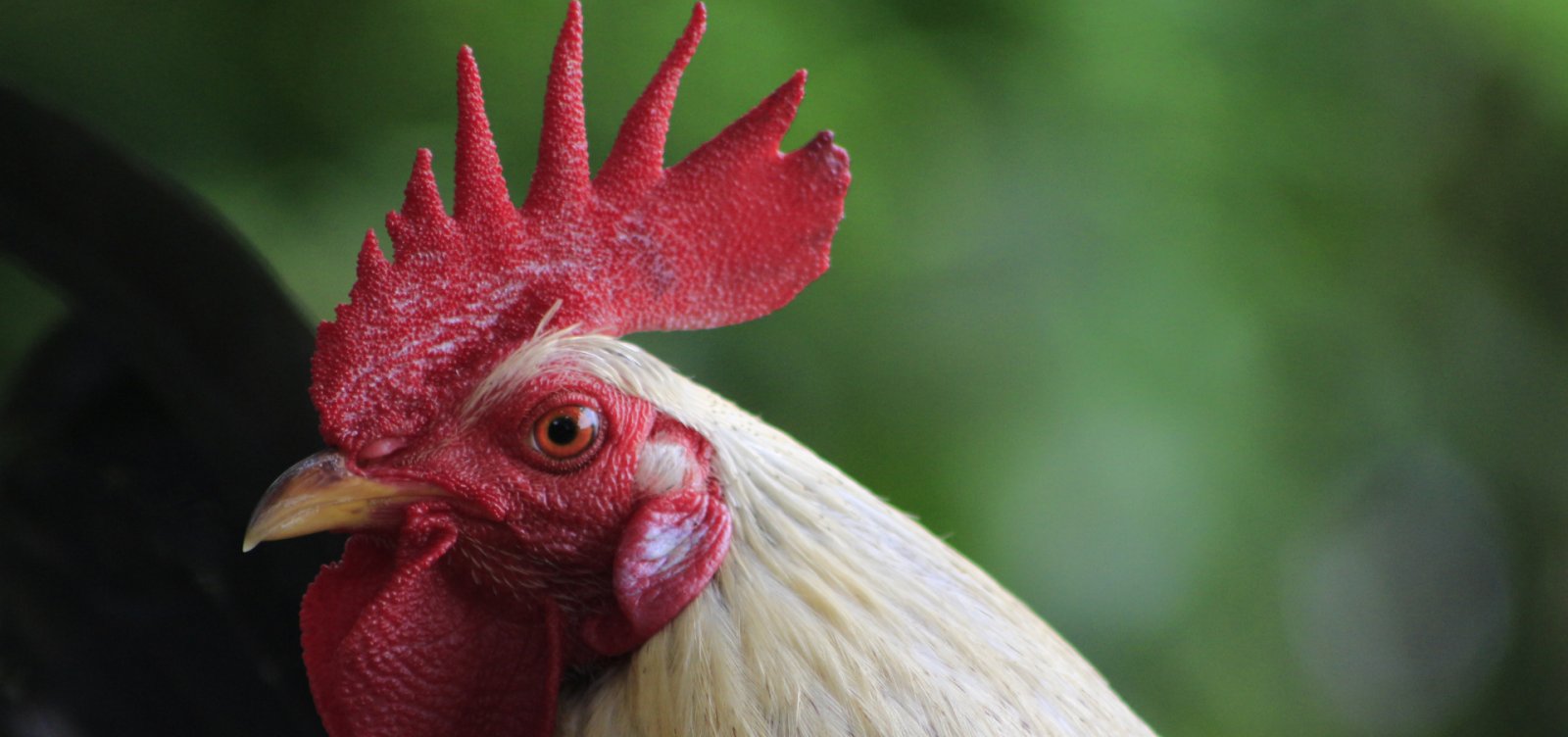 Operação Carcará combate crimes e resgata 174 galos usados em rinhas no Recôncavo Baiano