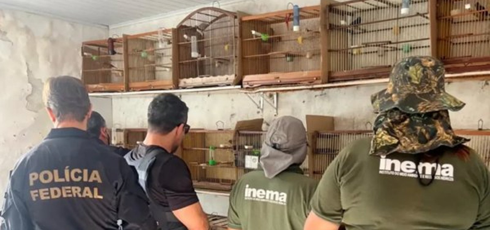 Operação Anilha Fria resgata 32 aves silvestres em Salvador