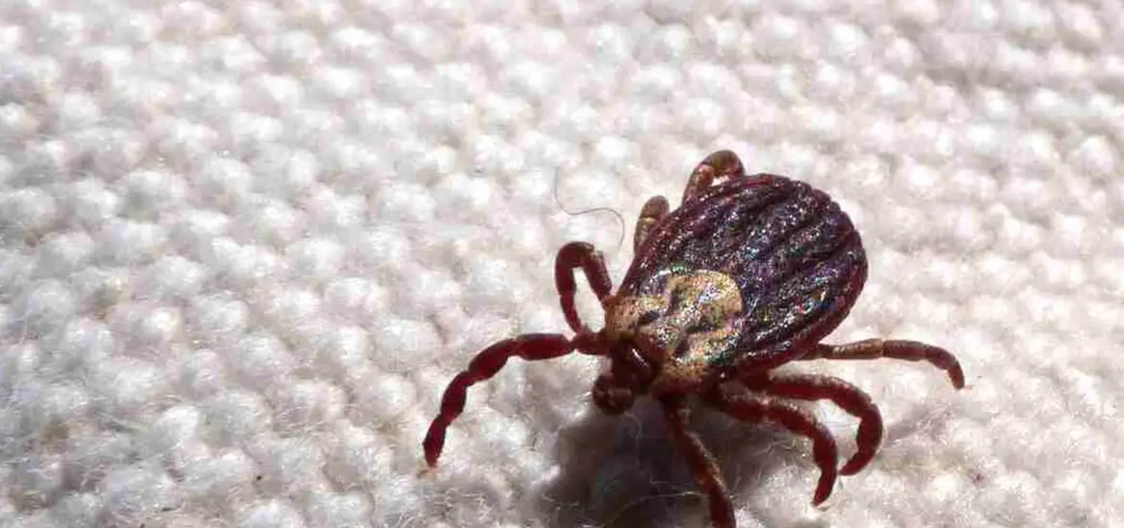 Duas pessoas morrem por febre maculosa em Leme, no interior de São Paulo