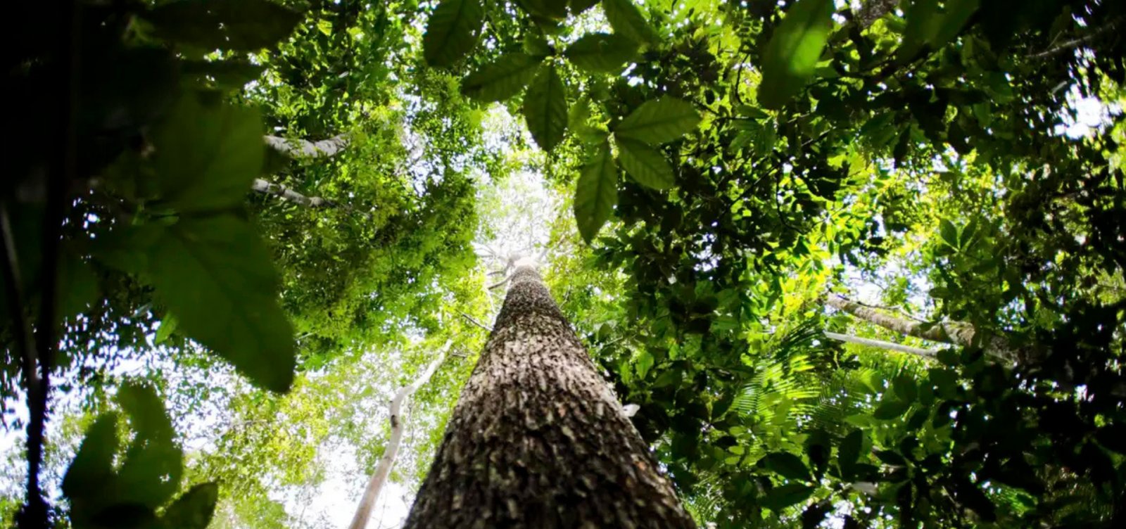 Fundo Florestas Tropicais para Sempre alcança US$ 5,5 bilhões com novos aportes internacionais