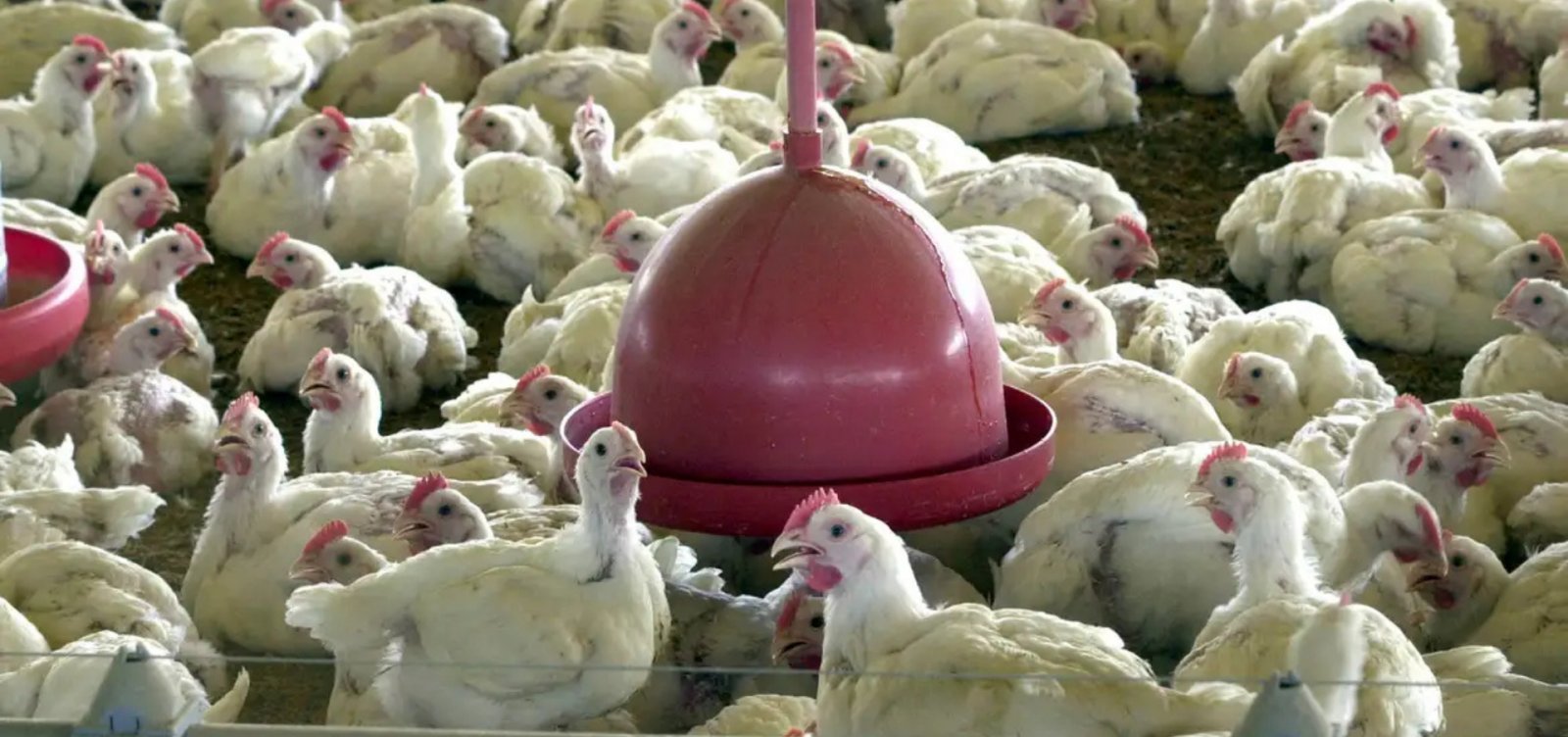 Brasil prevê 600 mil toneladas de carne de frango para a China em 2026