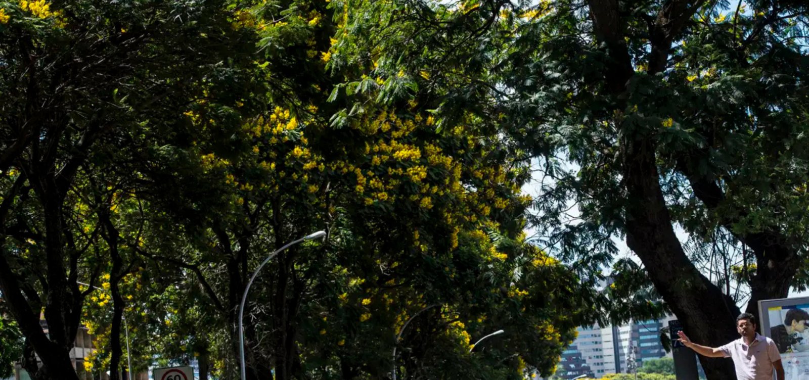 COP30: Governo lança plano nacional para ampliar arborização nas cidades