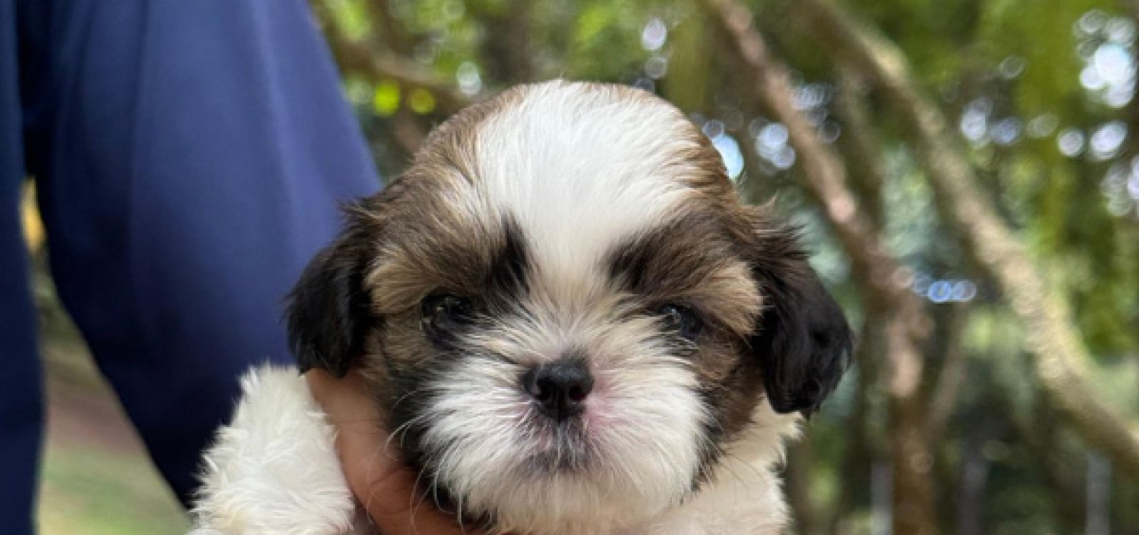 Mutirão oferece vacina V10 gratuita para cães no Parque da Cidade nesta quarta-feira