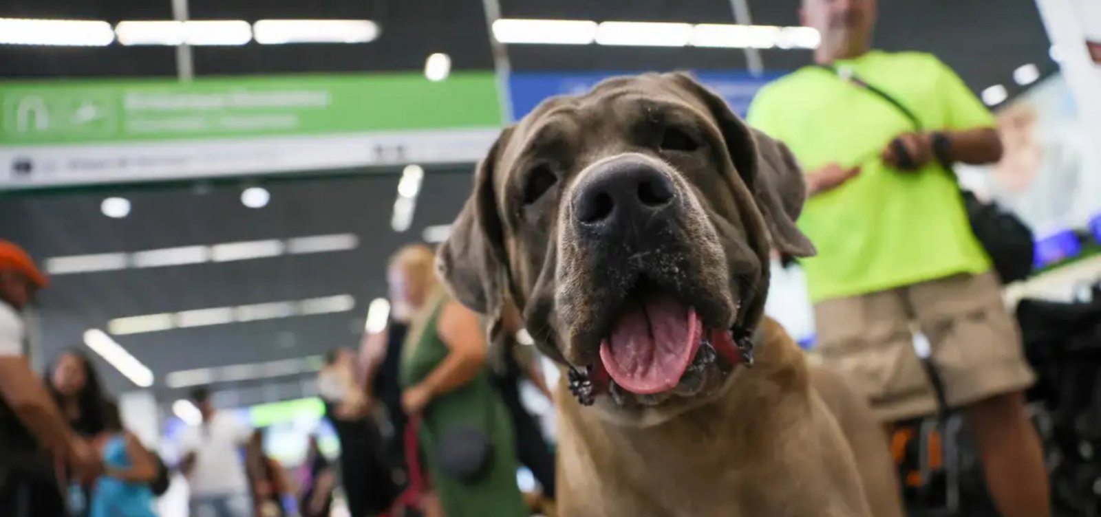 STF mantém suspensão de lei do RJ sobre transporte de animais de apoio emocional