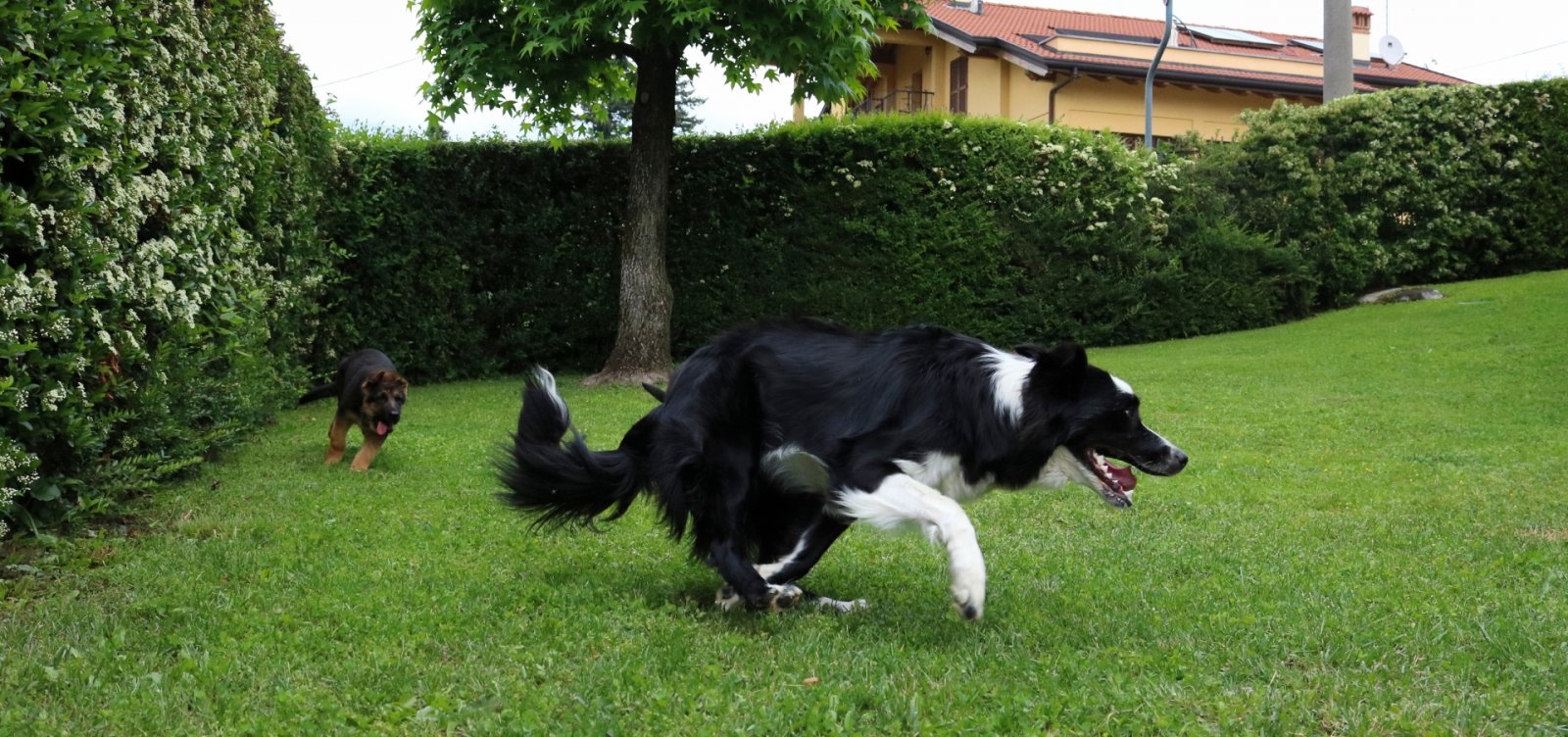 Prefeitura autoriza permanência de animais comunitários em condomínios 
