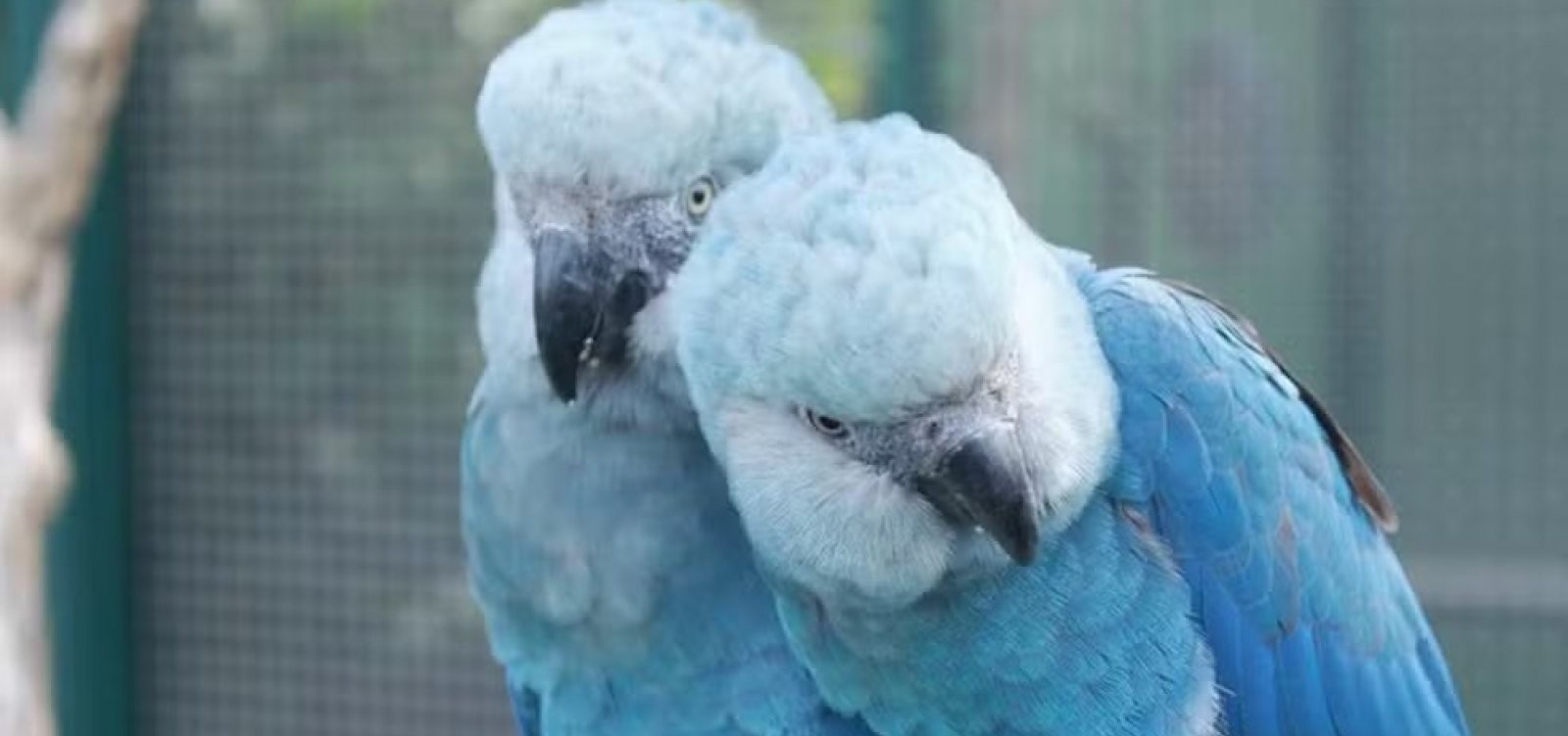 Ararinhas-azuis em vida livre na Bahia testaram positivo para vírus letal