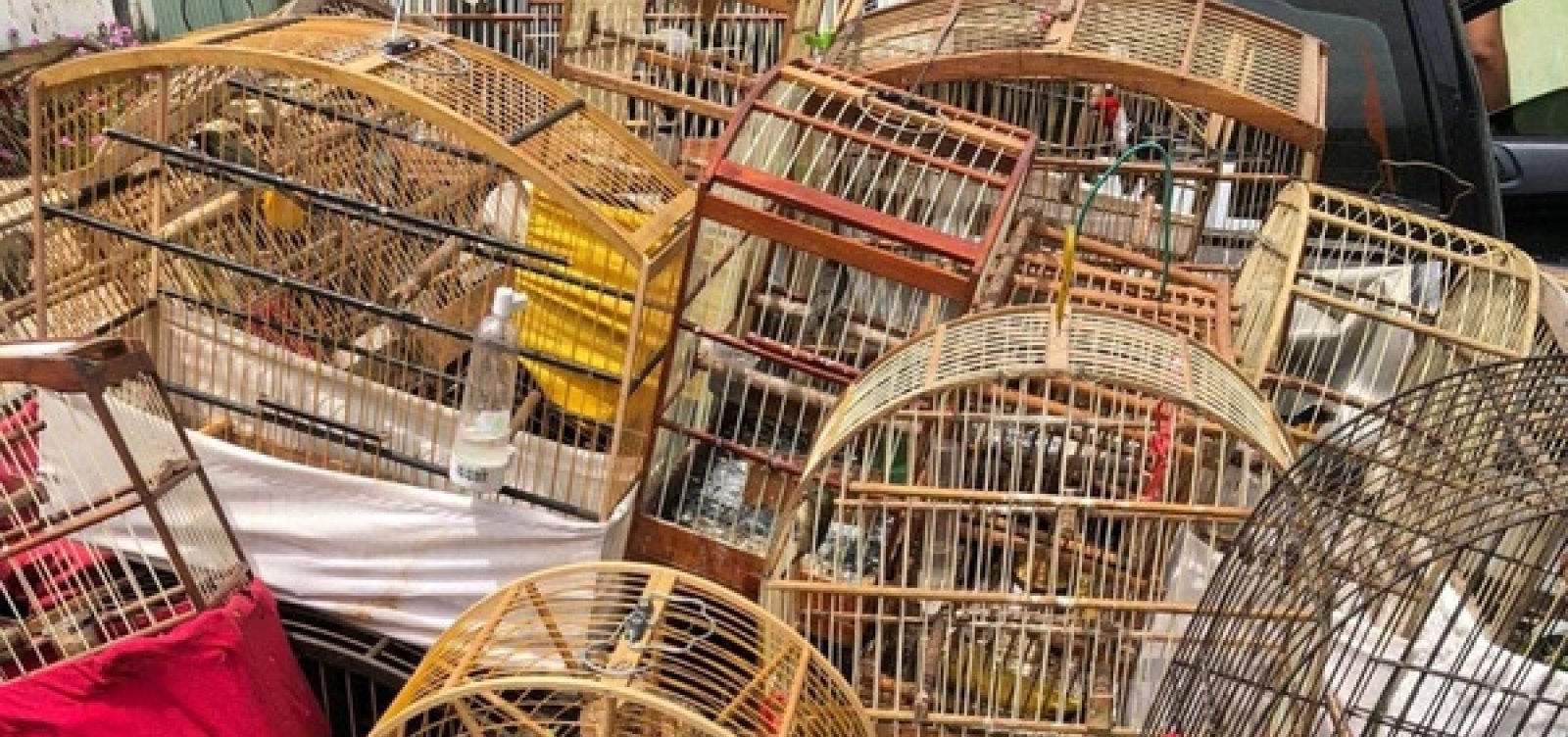 Aves silvestres são resgatadas de cativeiro no interior da Bahia