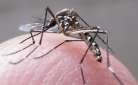 Zika: OMS nega pedido de cientistas para adiar Olimpíada do Rio