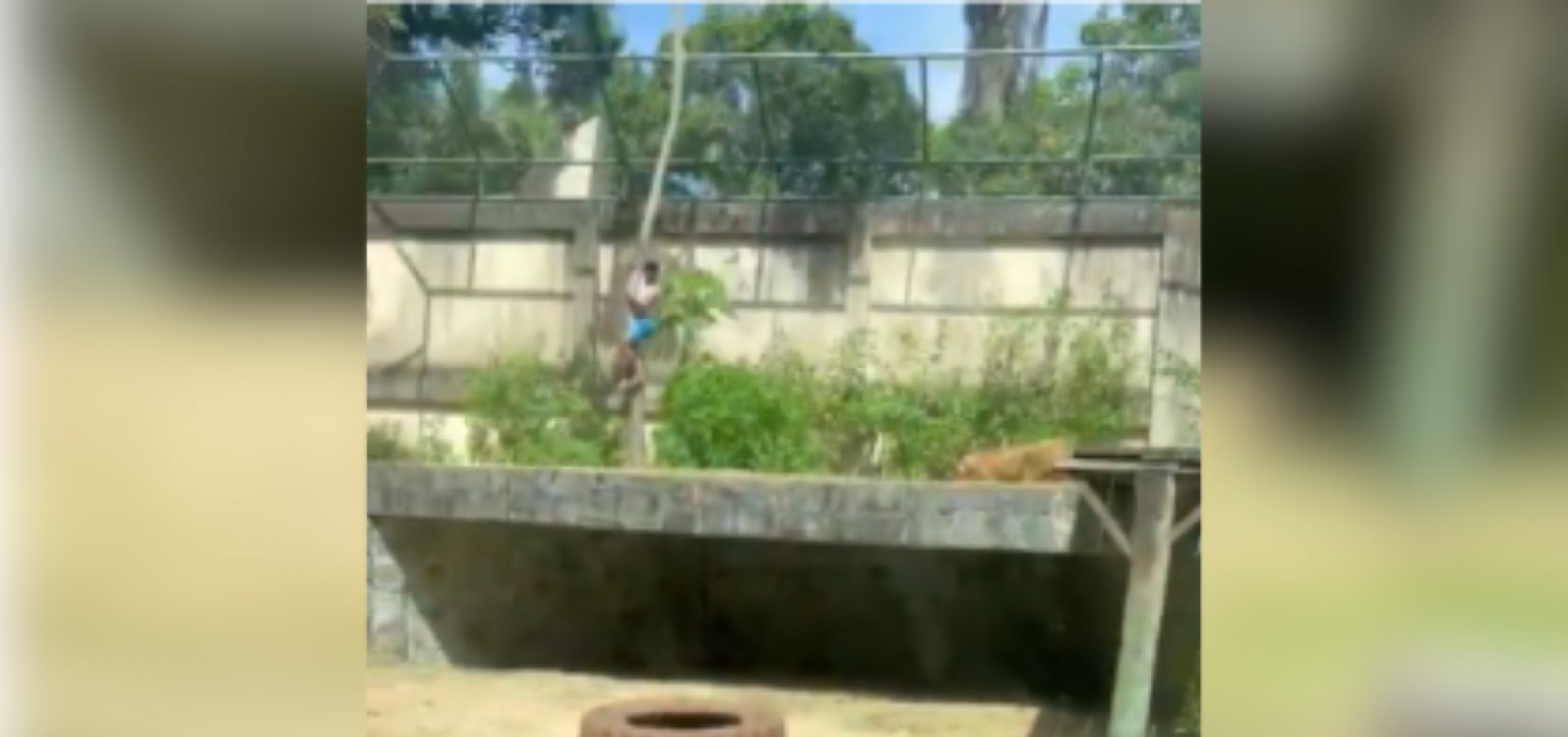 IML aponta causa oficial da morte de jovem atacado por leoa em zoológico