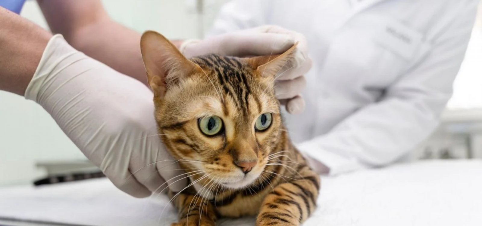 Implante com medicamento GLP-1 é testado para tratar obesidade em gatos nos EUA