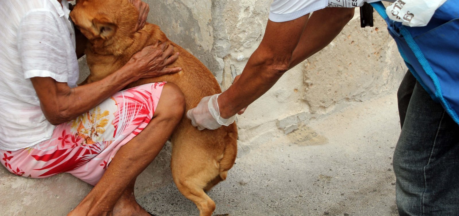 Laboratório Central descarta raiva em cachorro de Salvador após nova análise