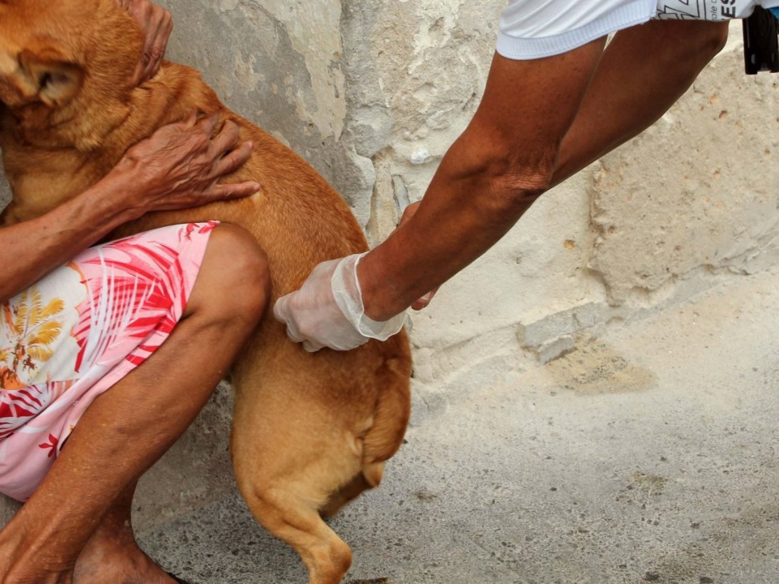 Laboratório Central descarta raiva em cachorro de Salvador após nova análise