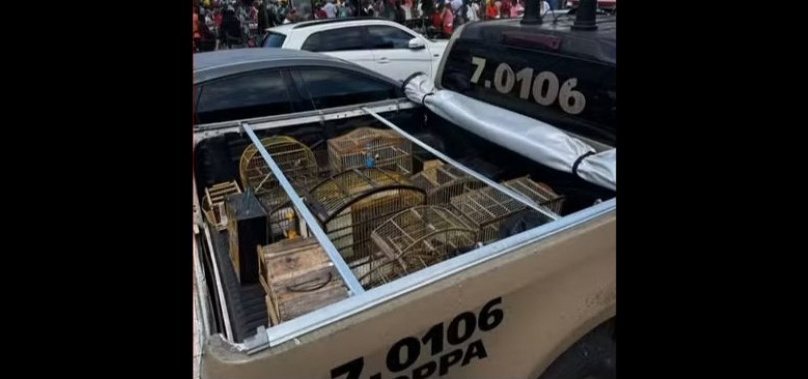 Polícia apreende aves comercializadas ilegalmente em Simões Filho