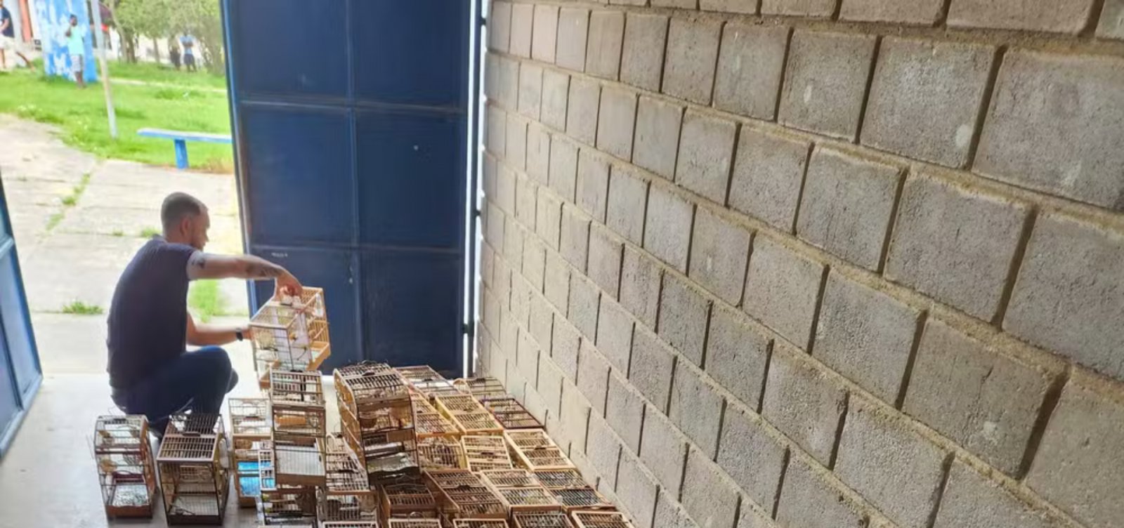 Fiscalização resgata 106 aves em evento ilegal na Bahia