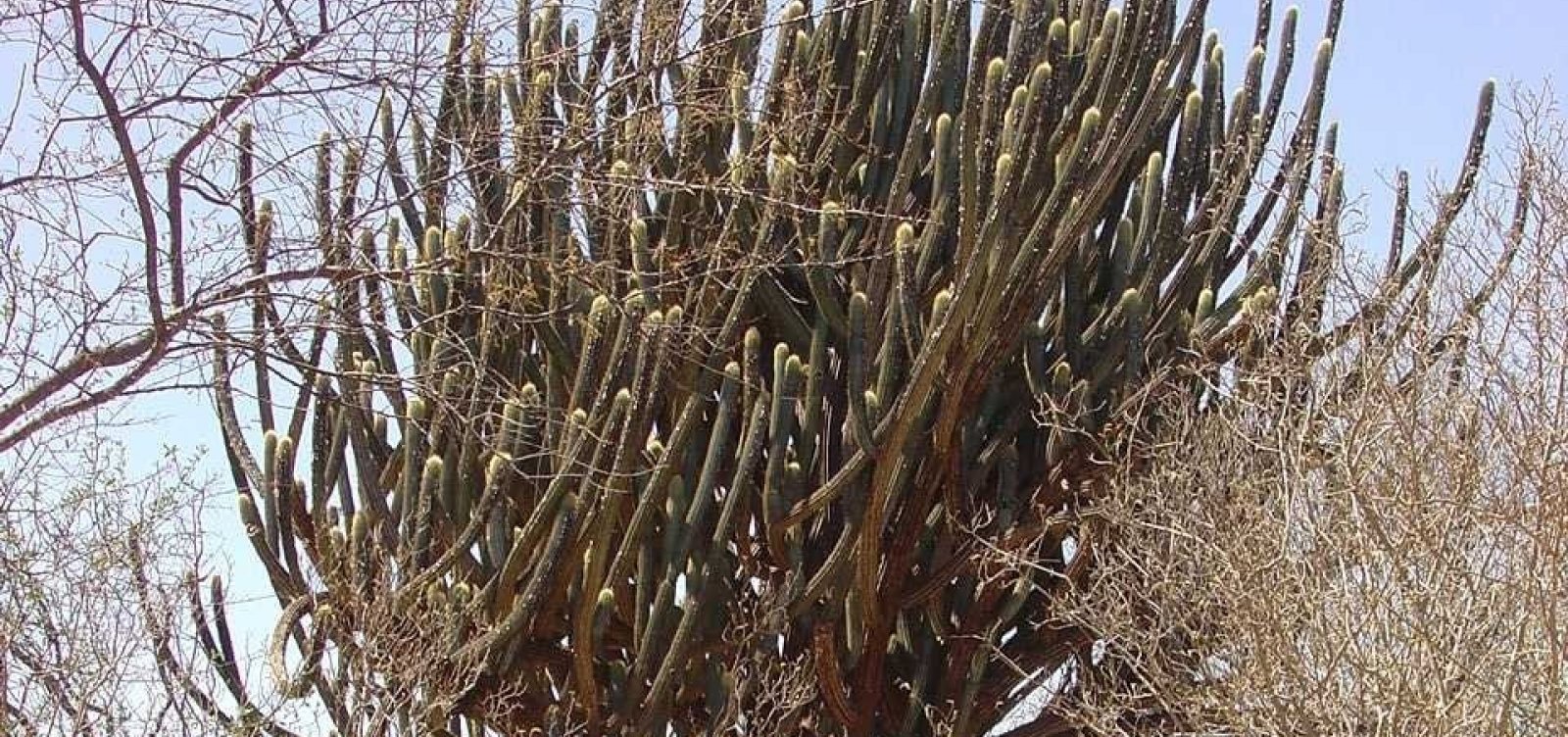 Plano nacional prevê recuperação de 10 milhões de hectares da Caatinga para frear desertificação