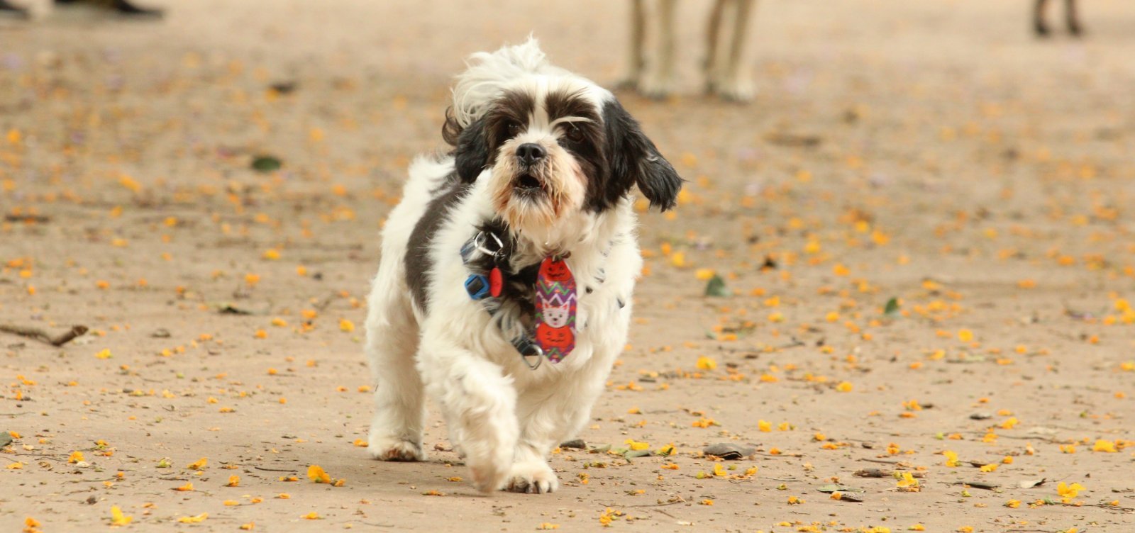 Câmara aprova orojeto que autoriza entrada de pets em hospitais de Salvador