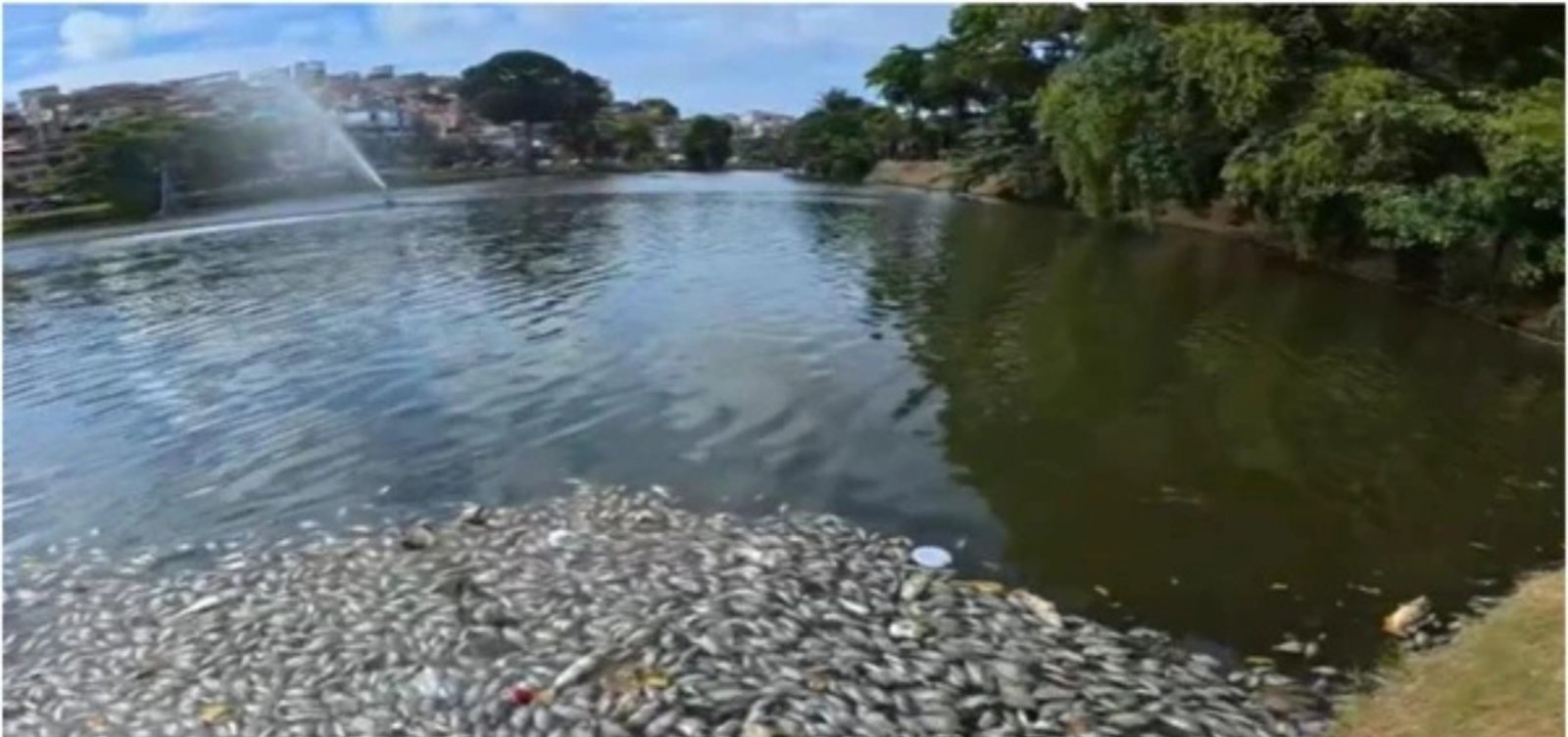 Peixes são encontrados mortos no Dique do Tororó e Inema investiga causas