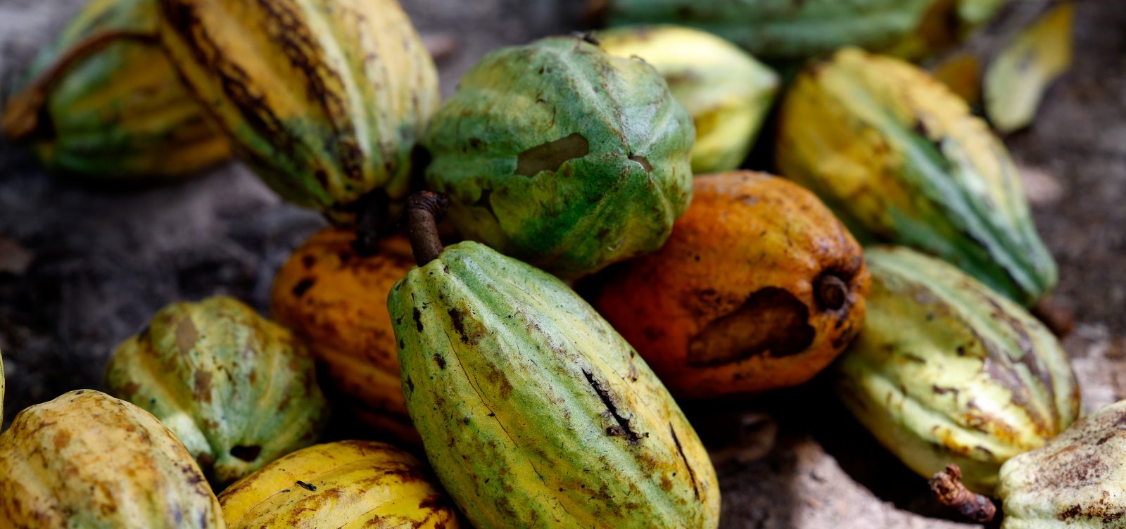 Ilhéus é reconhecida como capital nacional da rota do cacau e do chocolate
