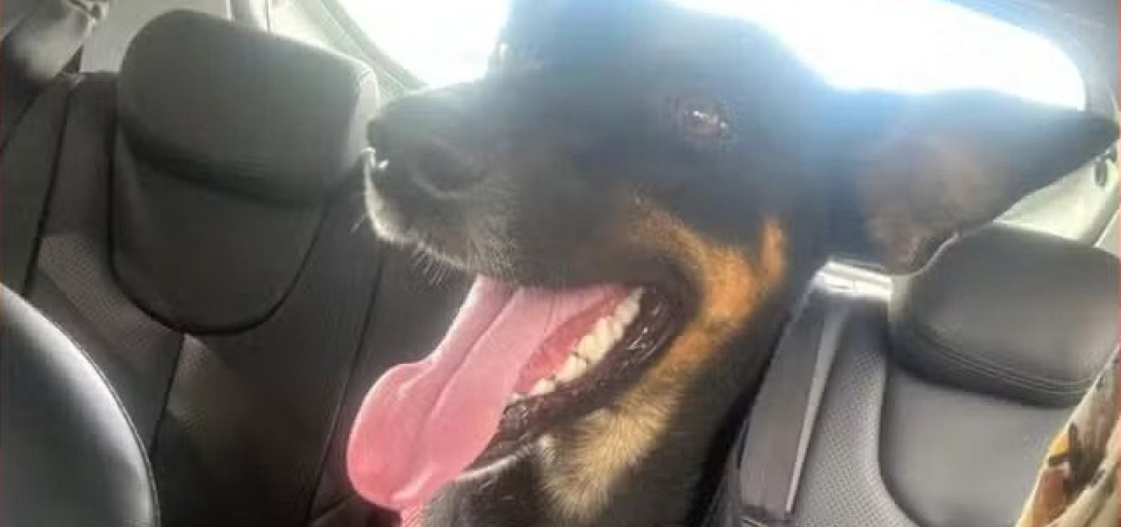 Cadela adotada por alunos do IFBA é morta a tiros