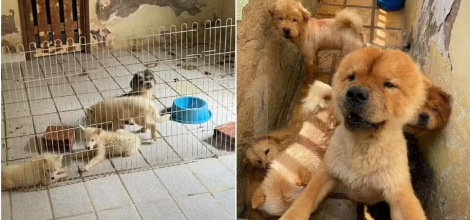 Suspeita de manter 121 animais em situação de maus-tratos é encontrada fora do estado