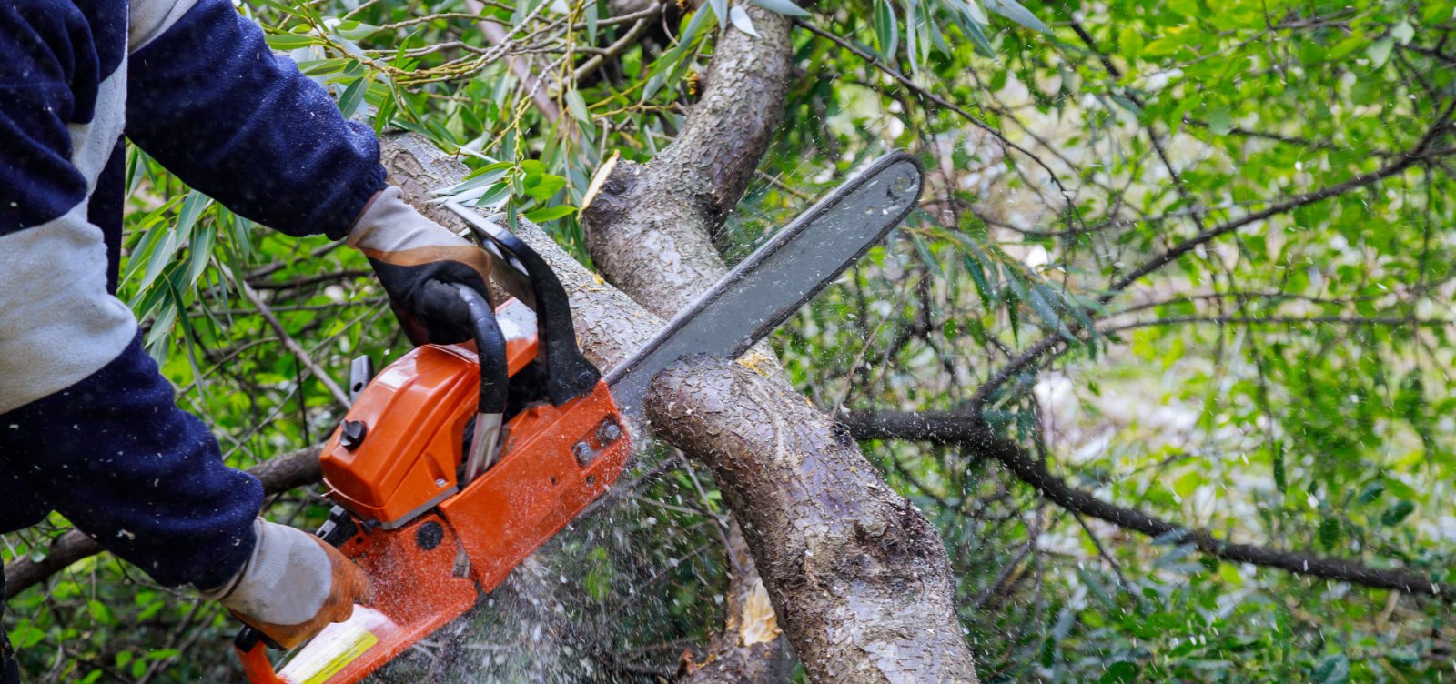 Cidadão pode contratar poda de árvore que oferece risco se Poder Público se omitir; Veja regras