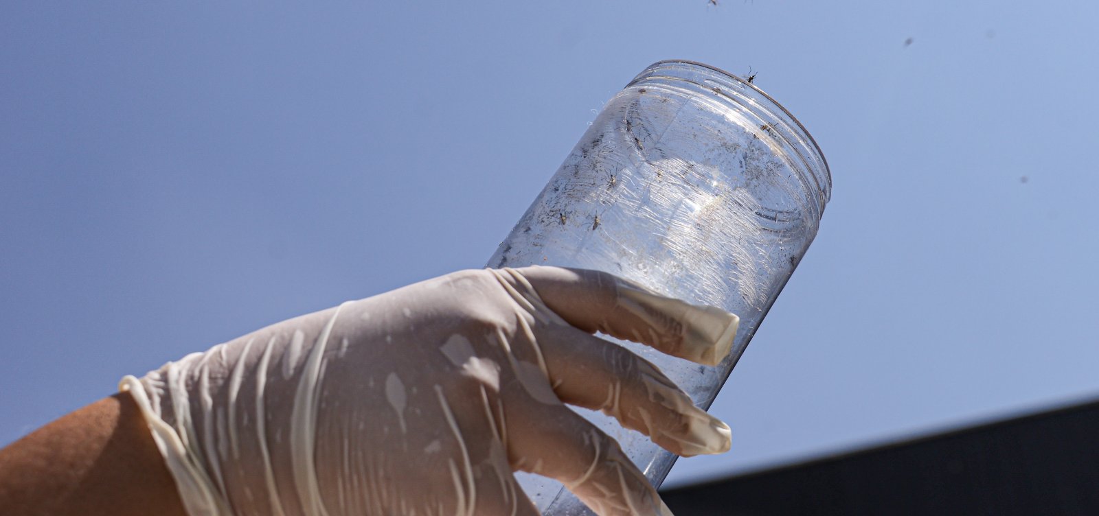 Casos de arboviroses diminuem na Bahia nas primeiras semanas de 2026